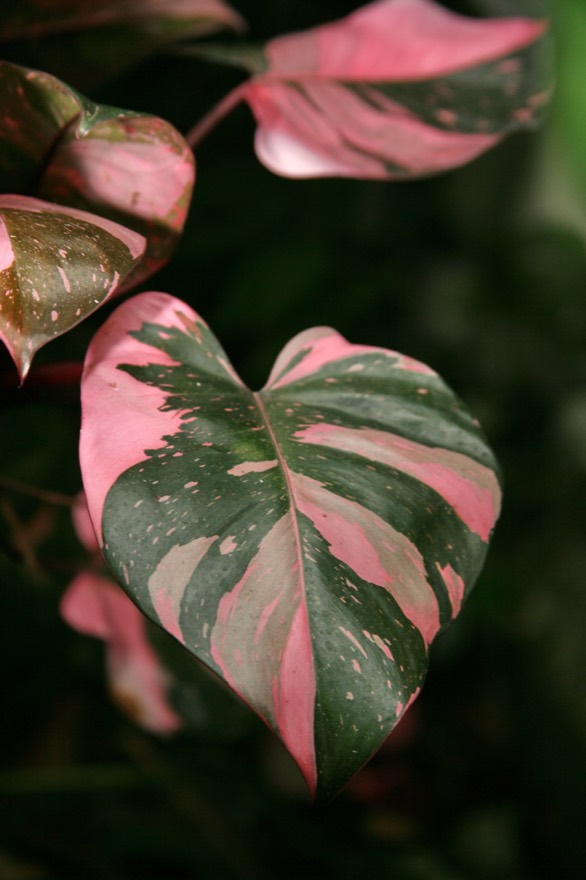 Philodendron 'pink princess'