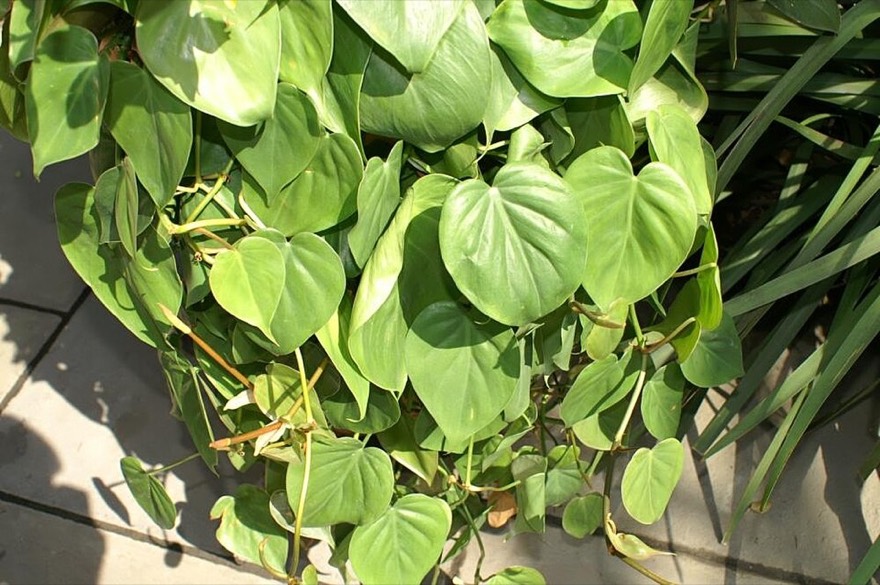 Philodendron hederaceum