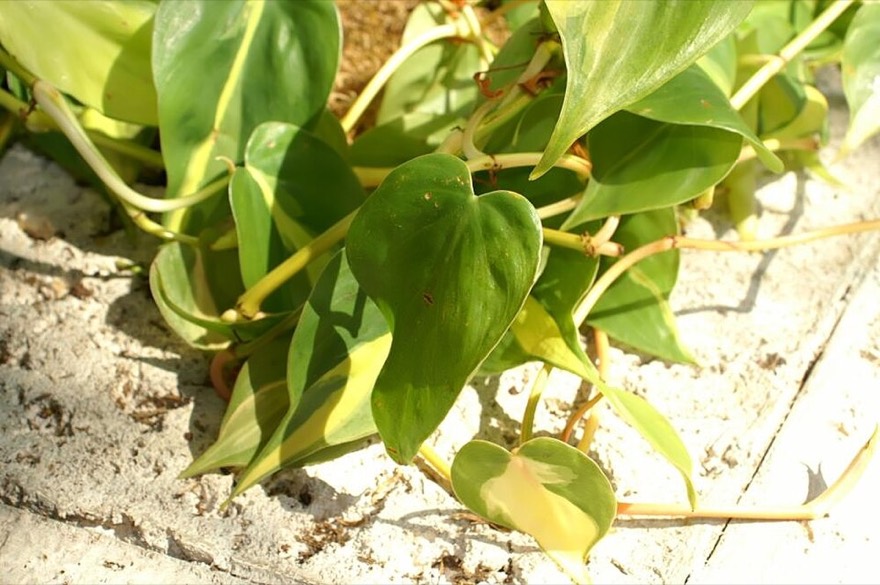 Philodendron 'brasil'