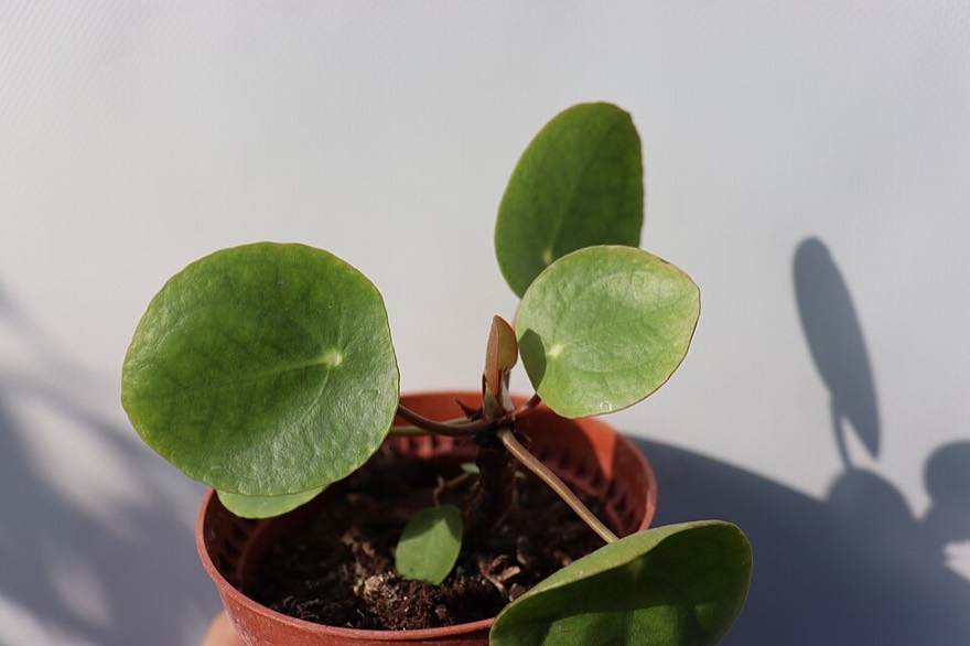 UFO plant