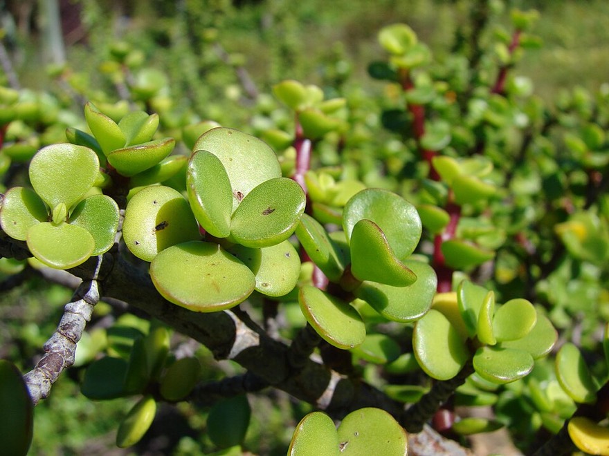Baby jade plant