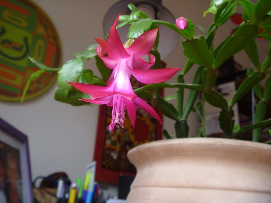 Schlumbergera russelliana