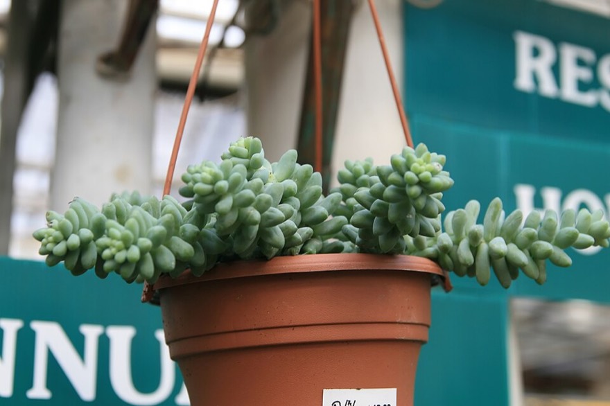 Burro’s tail