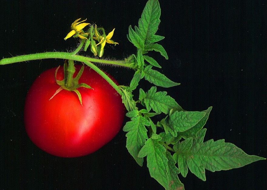 Garden tomato