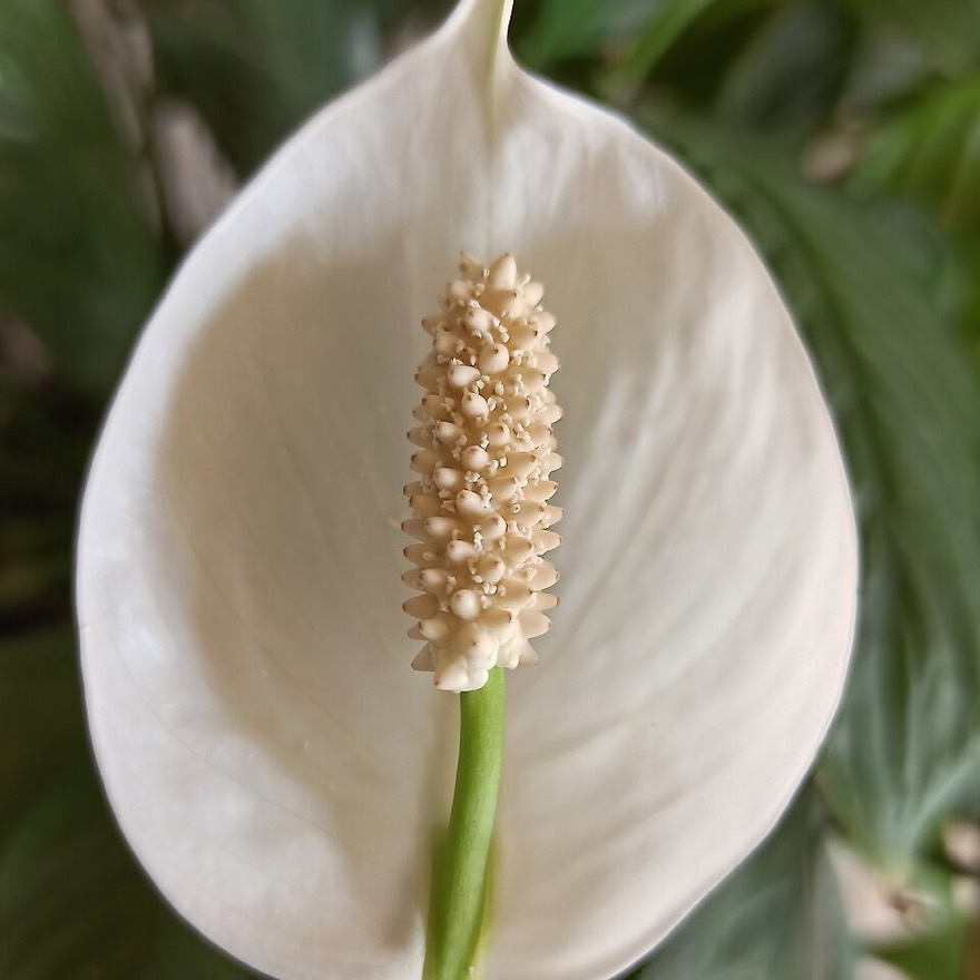 Spathiphyllum