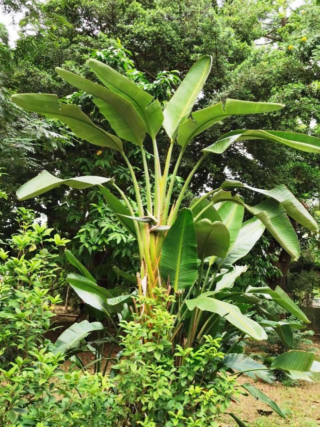 Wild banana