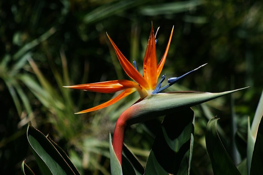 Bird of paradise