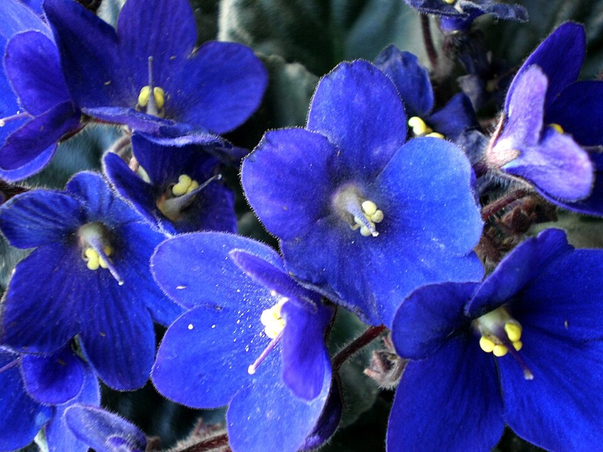 Streptocarpus ionanthus