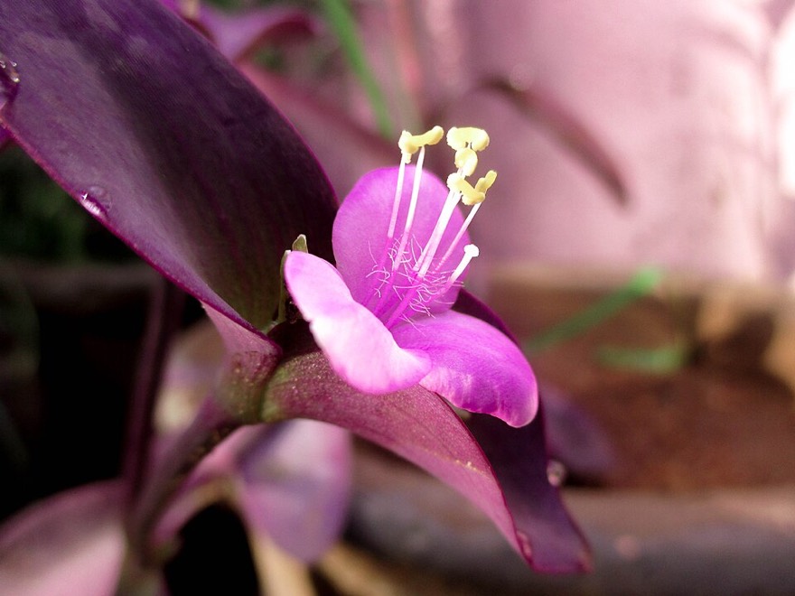 Purple secretia