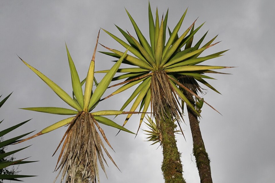 Blue-stem yucca